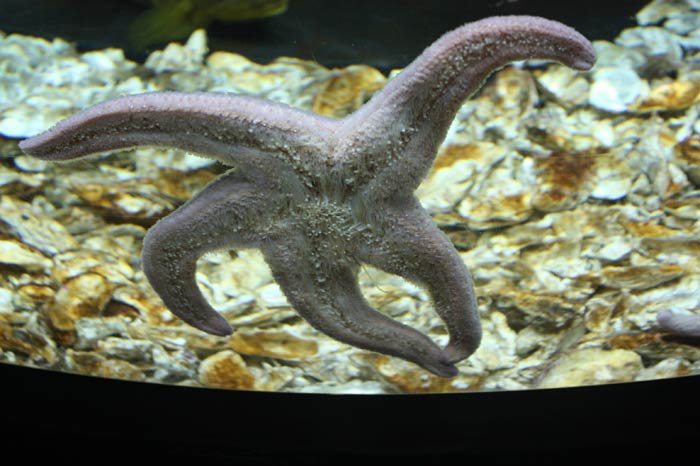 Dünyanın en büyük tematik akvaryumu 12