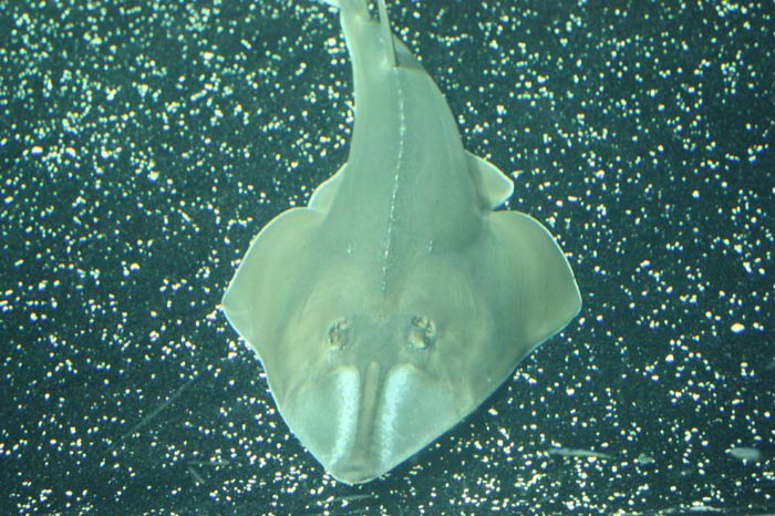 Dünyanın en büyük tematik akvaryumu 13