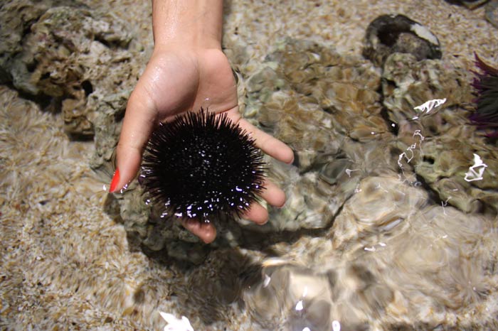 Dünyanın en büyük tematik akvaryumu 14