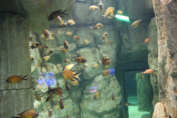 Dünyanın en büyük tematik akvaryumu 16