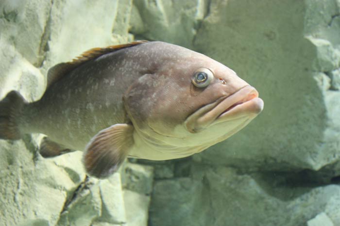 Dünyanın en büyük tematik akvaryumu 17