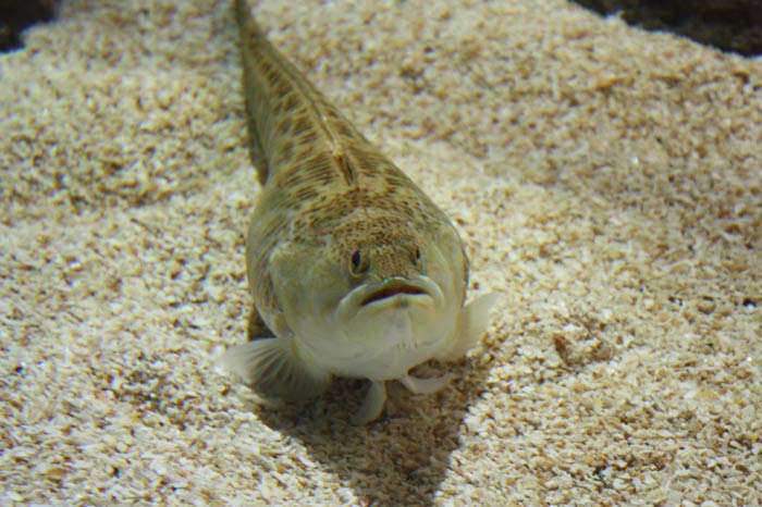 Dünyanın en büyük tematik akvaryumu 18