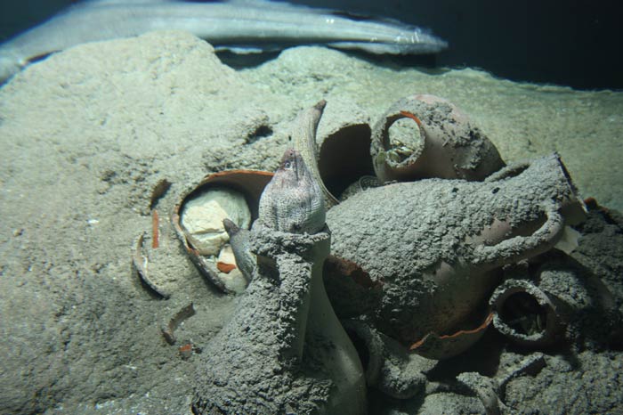 Dünyanın en büyük tematik akvaryumu 19