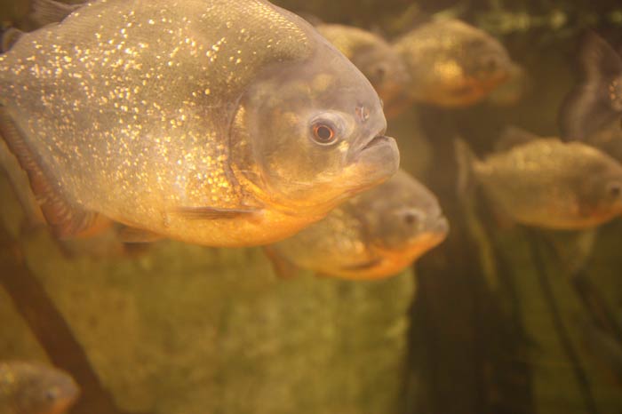 Dünyanın en büyük tematik akvaryumu 2