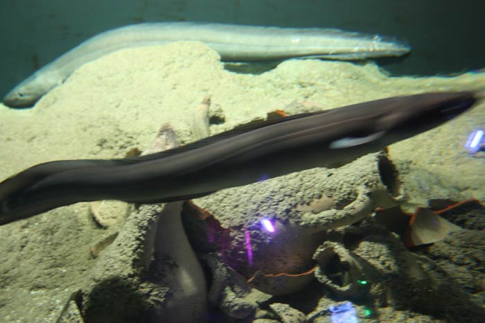 Dünyanın en büyük tematik akvaryumu 20