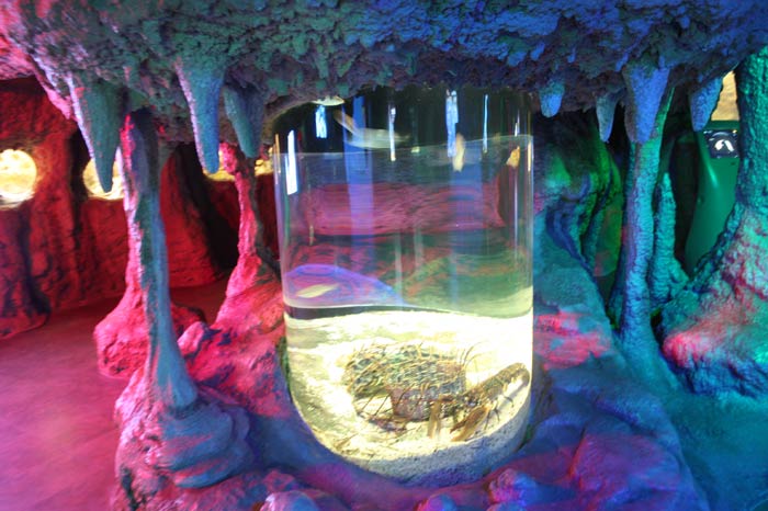 Dünyanın en büyük tematik akvaryumu 21