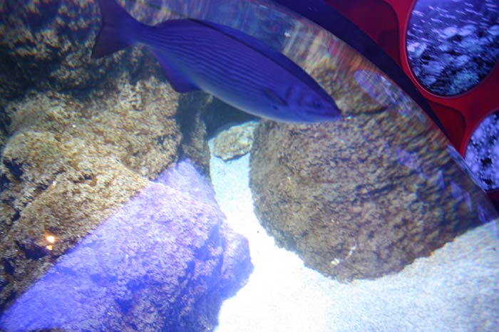 Dünyanın en büyük tematik akvaryumu 23