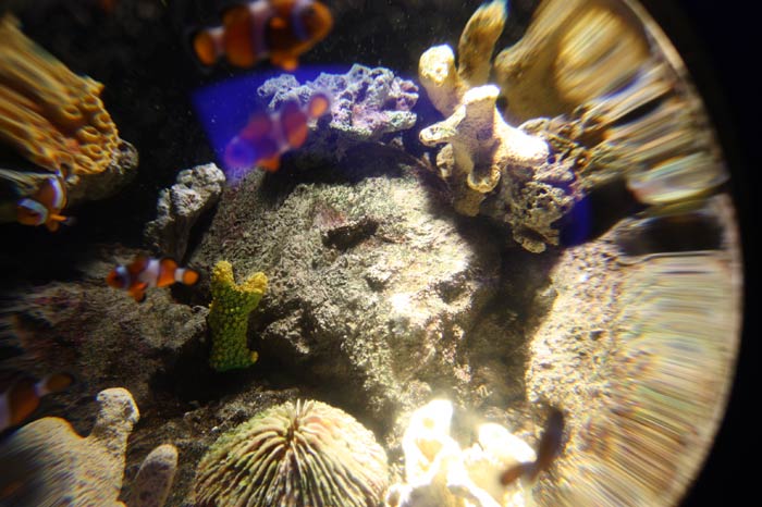 Dünyanın en büyük tematik akvaryumu 24