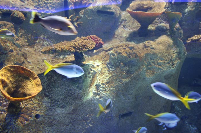 Dünyanın en büyük tematik akvaryumu 25