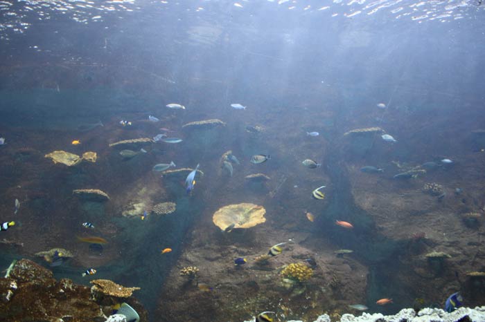 Dünyanın en büyük tematik akvaryumu 26