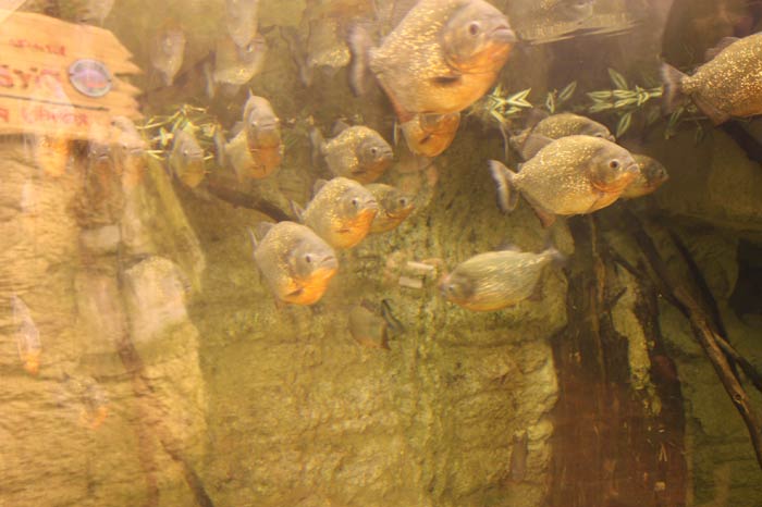 Dünyanın en büyük tematik akvaryumu 3