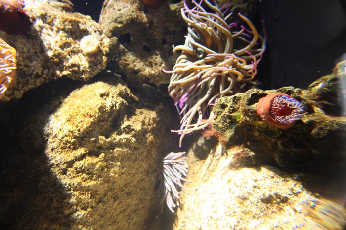 Dünyanın en büyük tematik akvaryumu 30