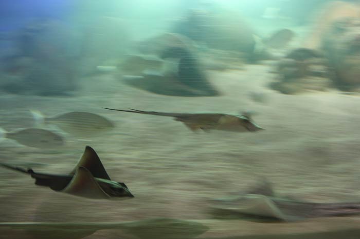 Dünyanın en büyük tematik akvaryumu 31