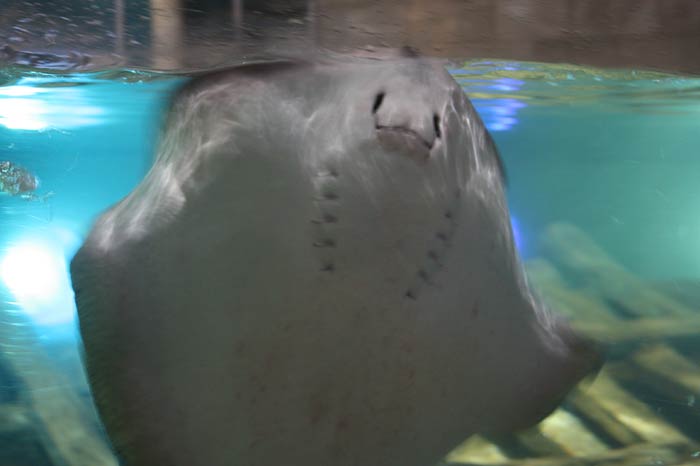 Dünyanın en büyük tematik akvaryumu 32