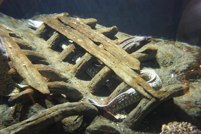 Dünyanın en büyük tematik akvaryumu 33