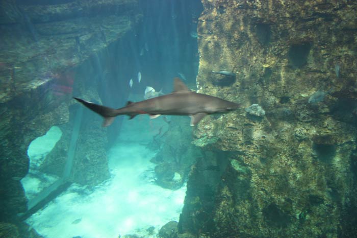 Dünyanın en büyük tematik akvaryumu 34