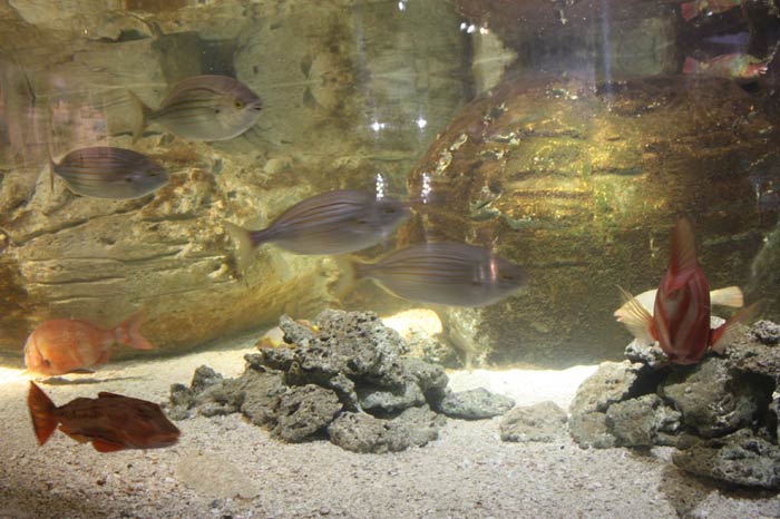 Dünyanın en büyük tematik akvaryumu 35