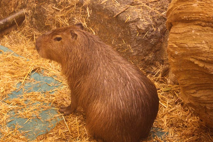 Dünyanın en büyük tematik akvaryumu 4