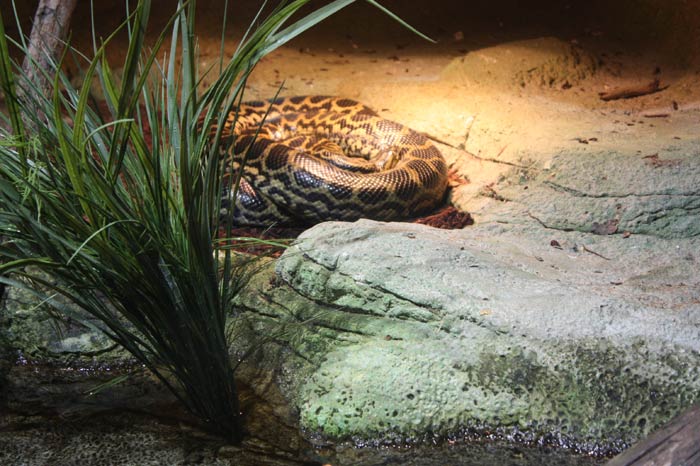 Dünyanın en büyük tematik akvaryumu 8