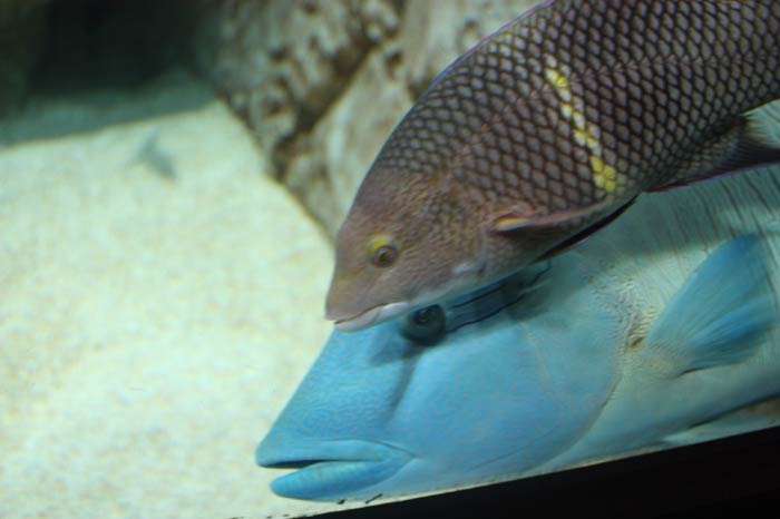 Dünyanın en büyük tematik akvaryumu 9