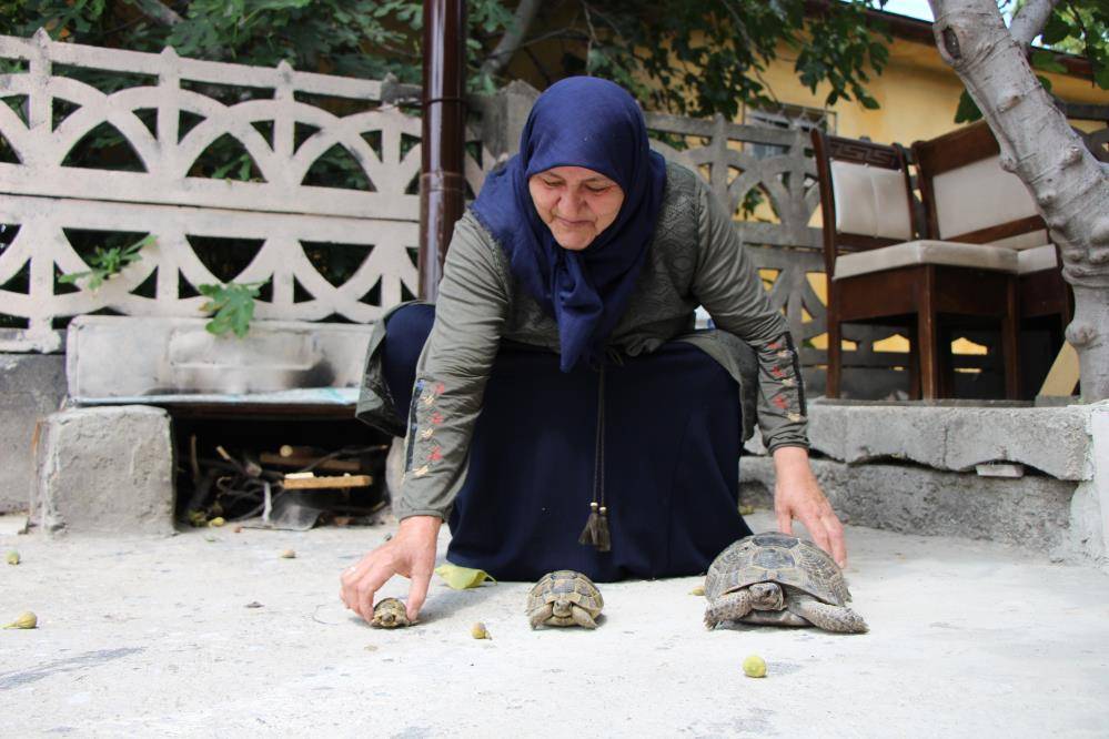 Türkiye'nin kaplumbağa terbiyecisi 1