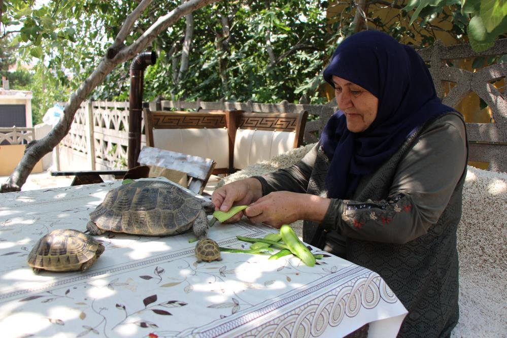 Türkiye'nin kaplumbağa terbiyecisi 3