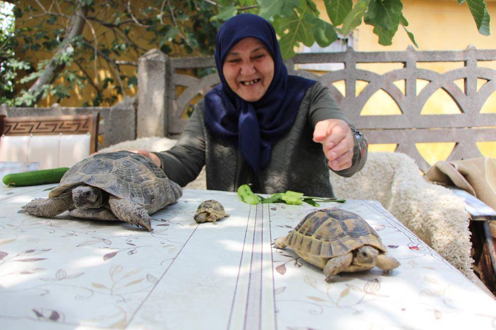 Türkiye'nin kaplumbağa terbiyecisi 4
