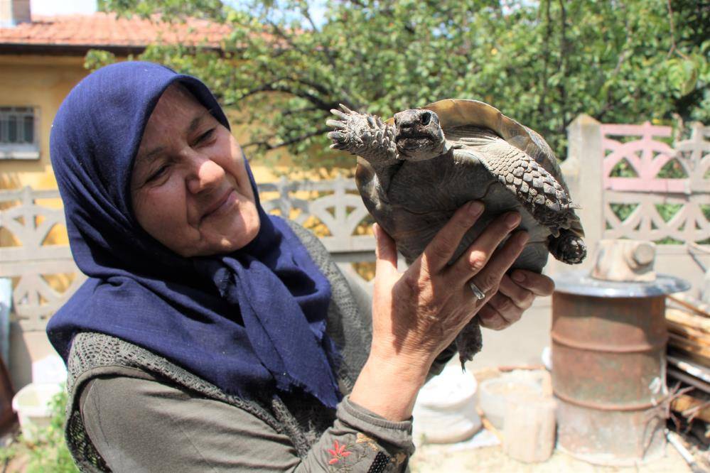 Türkiye'nin kaplumbağa terbiyecisi 5