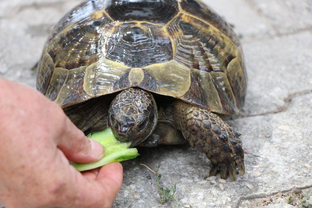Türkiye'nin kaplumbağa terbiyecisi 7