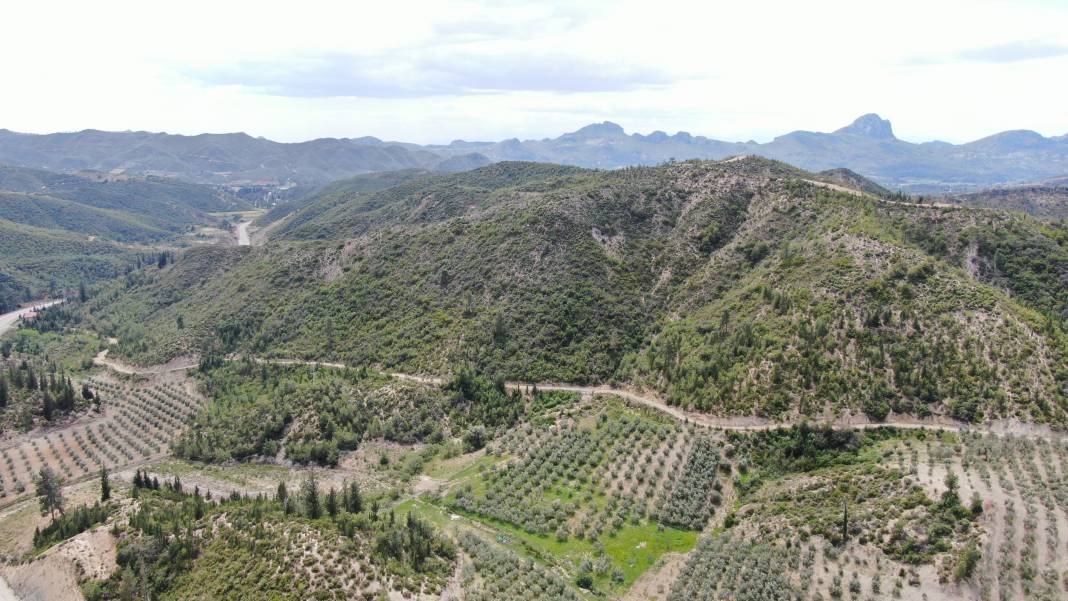 Antalya'da yanan ormanların son durumu yüzleri güldürdü 13