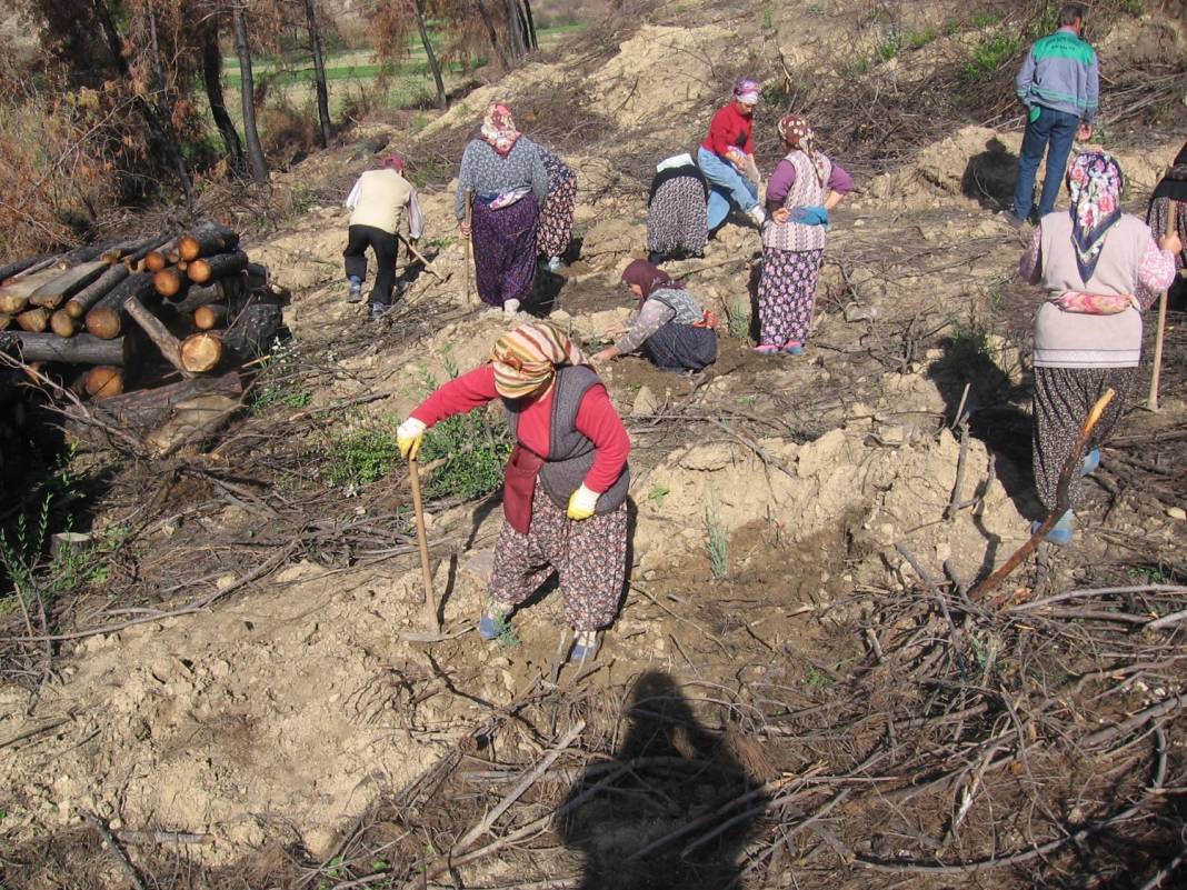 Antalya'da yanan ormanların son durumu yüzleri güldürdü 4
