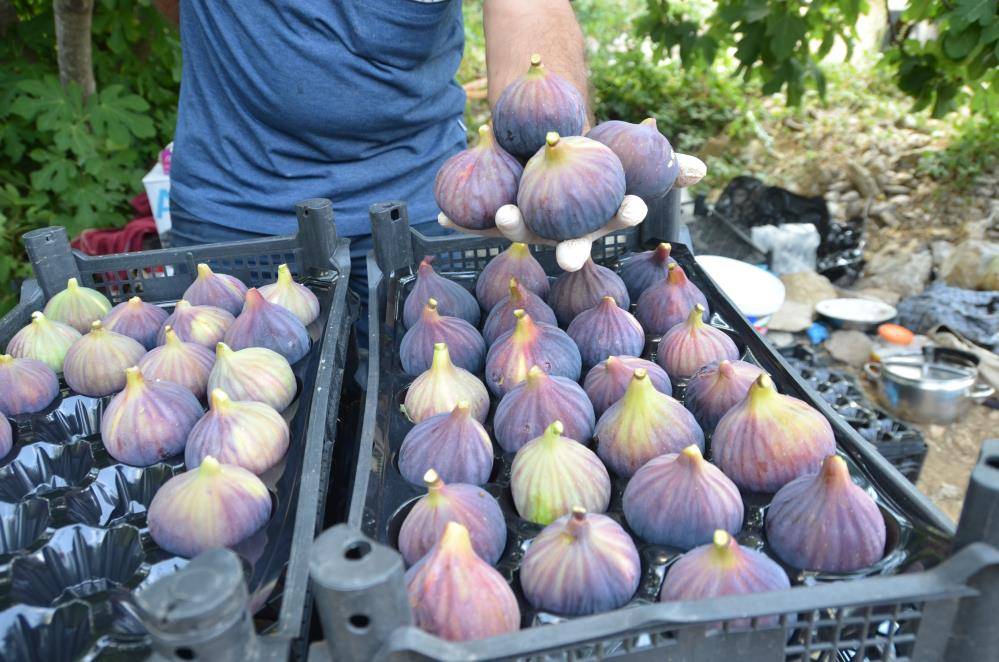 Günde 1 tanesi yetiyor! Taze incirin faydaları neler? 10