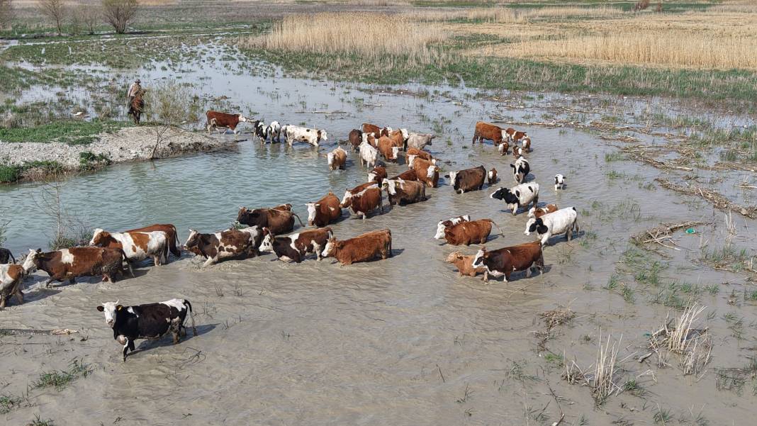 Sevindiren görüntü! Nasreddin Hoca'nın yüzü gülecek 10