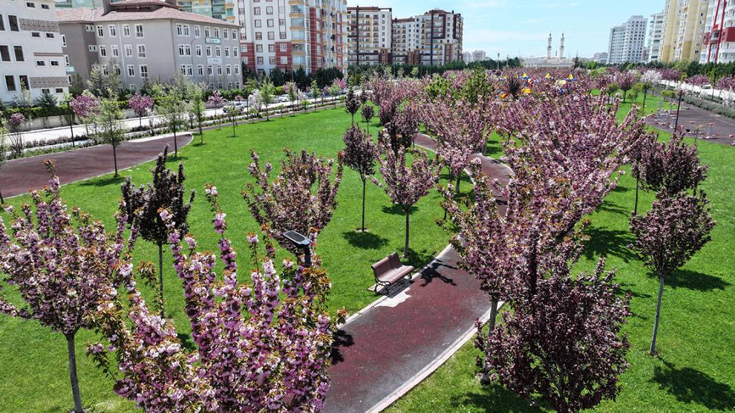 JAKONYA: Japonya'nın sakuraları Konya'da çiçek açtı 11