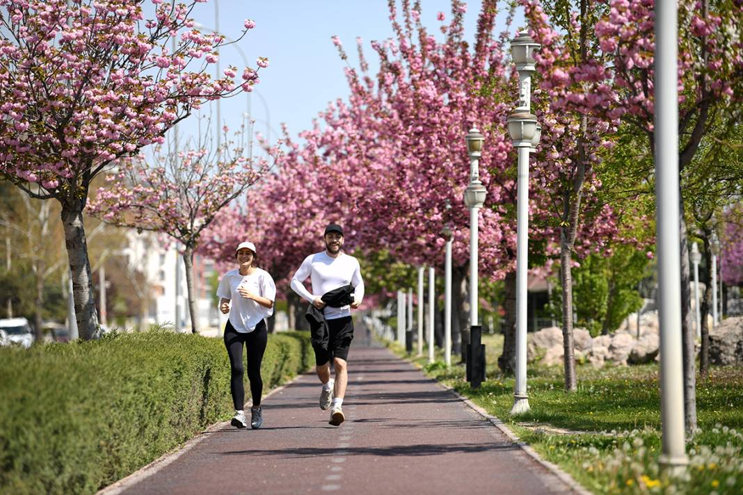 JAKONYA: Japonya'nın sakuraları Konya'da çiçek açtı 12