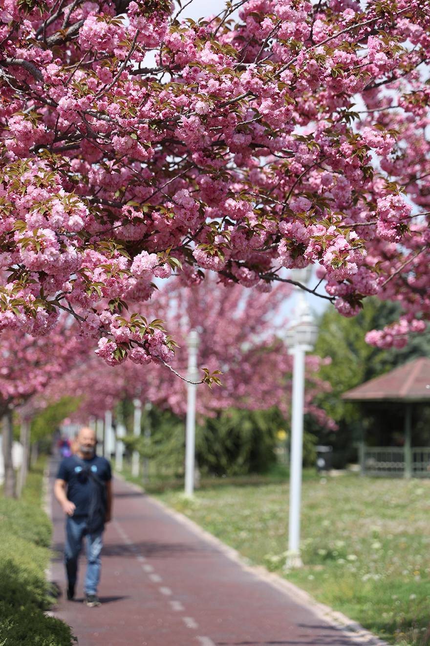JAKONYA: Japonya'nın sakuraları Konya'da çiçek açtı 14