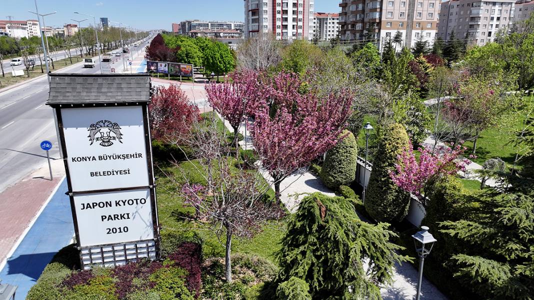 JAKONYA: Japonya'nın sakuraları Konya'da çiçek açtı 6