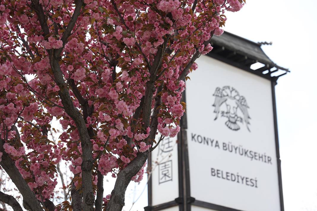 JAKONYA: Japonya'nın sakuraları Konya'da çiçek açtı 8