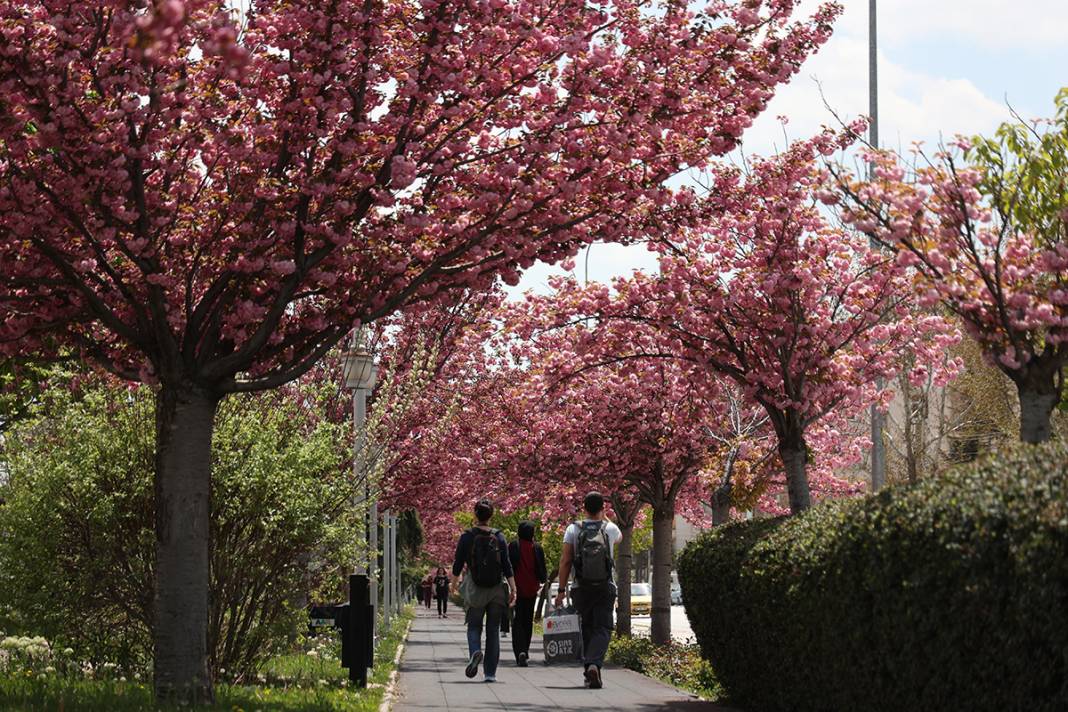 JAKONYA: Japonya'nın sakuraları Konya'da çiçek açtı 9