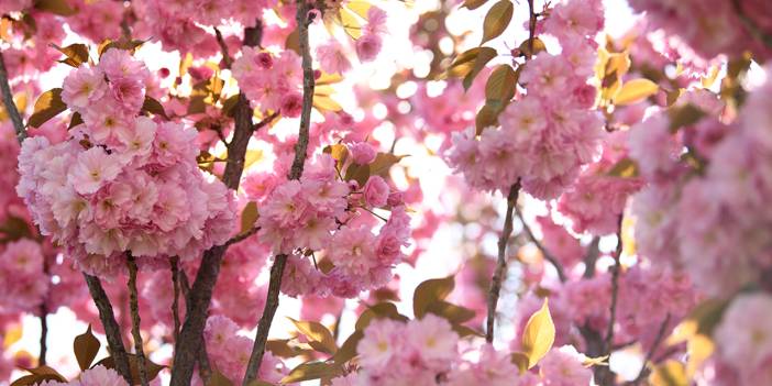 JAKONYA: Japonya'nın sakuraları Konya'da çiçek açtı