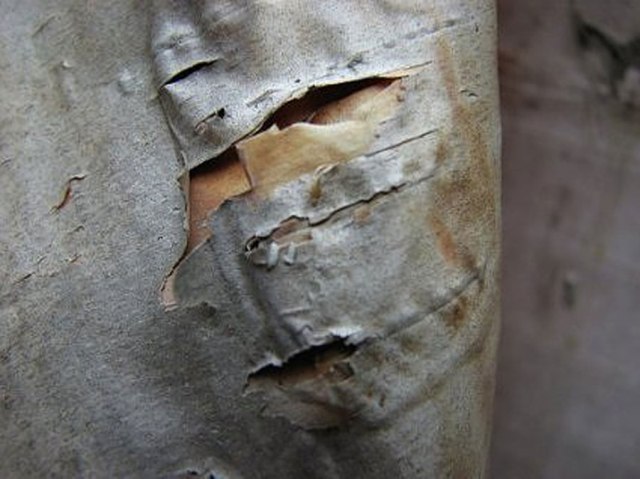 Canavar gibi ağaçlar 10