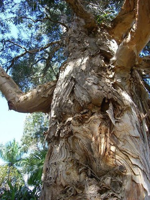 Canavar gibi ağaçlar 11