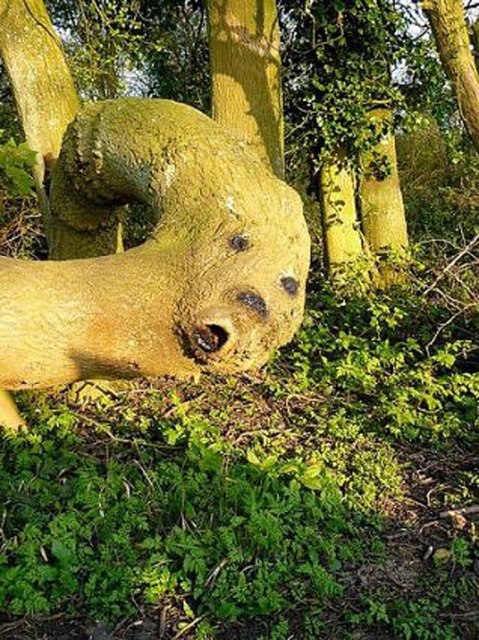 Canavar gibi ağaçlar 12