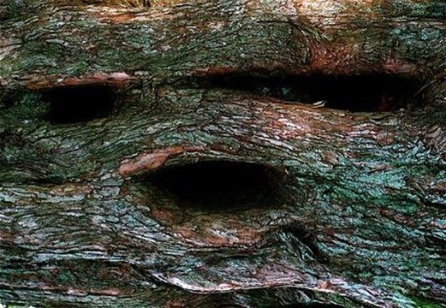 Canavar gibi ağaçlar 15