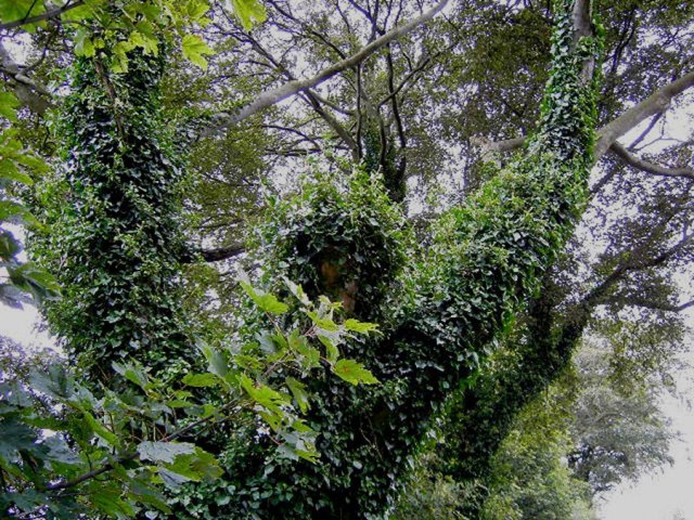 Canavar gibi ağaçlar 16