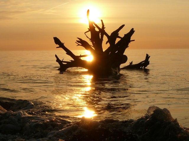 Canavar gibi ağaçlar 17