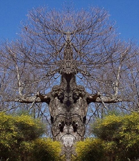 Canavar gibi ağaçlar 20