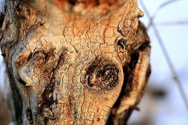 Canavar gibi ağaçlar 4