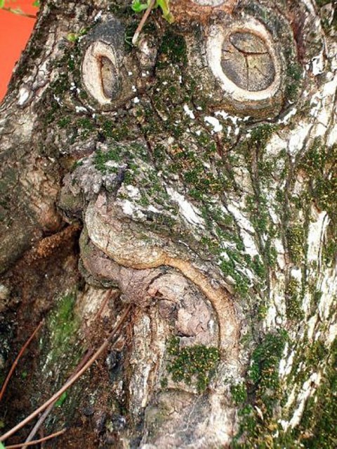 Canavar gibi ağaçlar 5