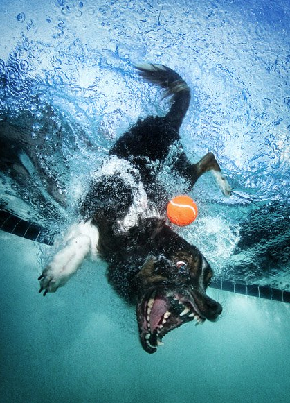 Köpeklerin su altı halleri 12